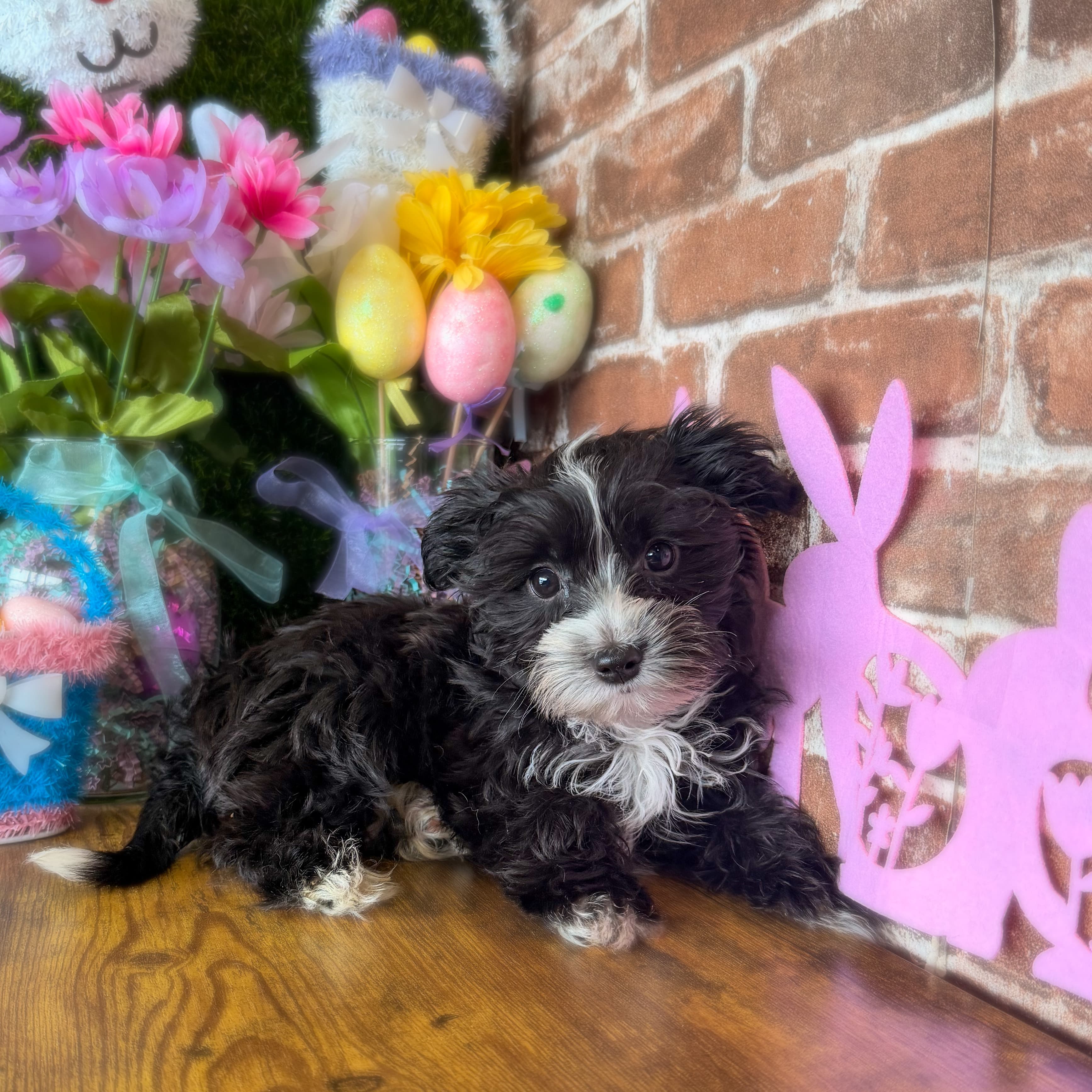 Ace the Morkie