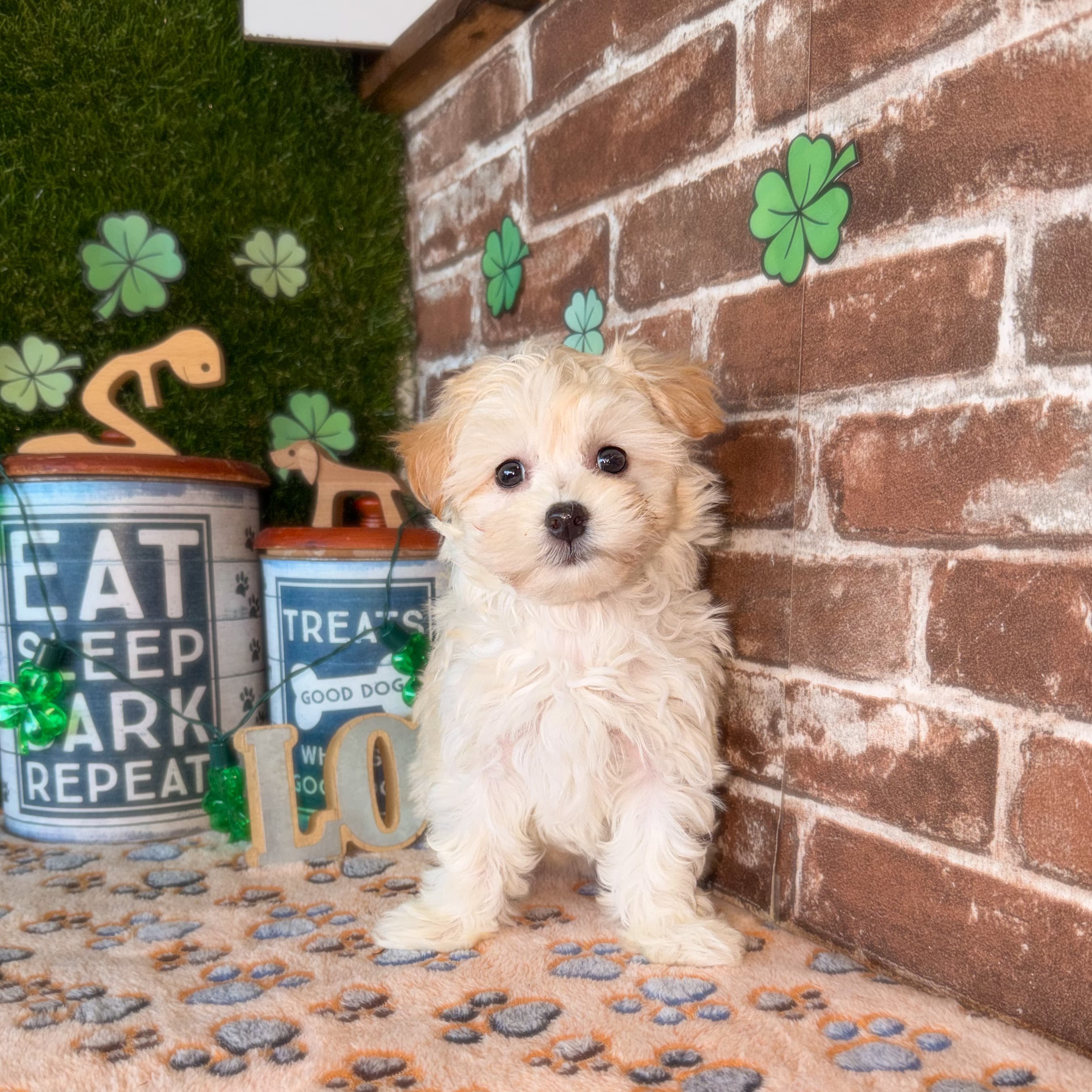 Camila the Havanese