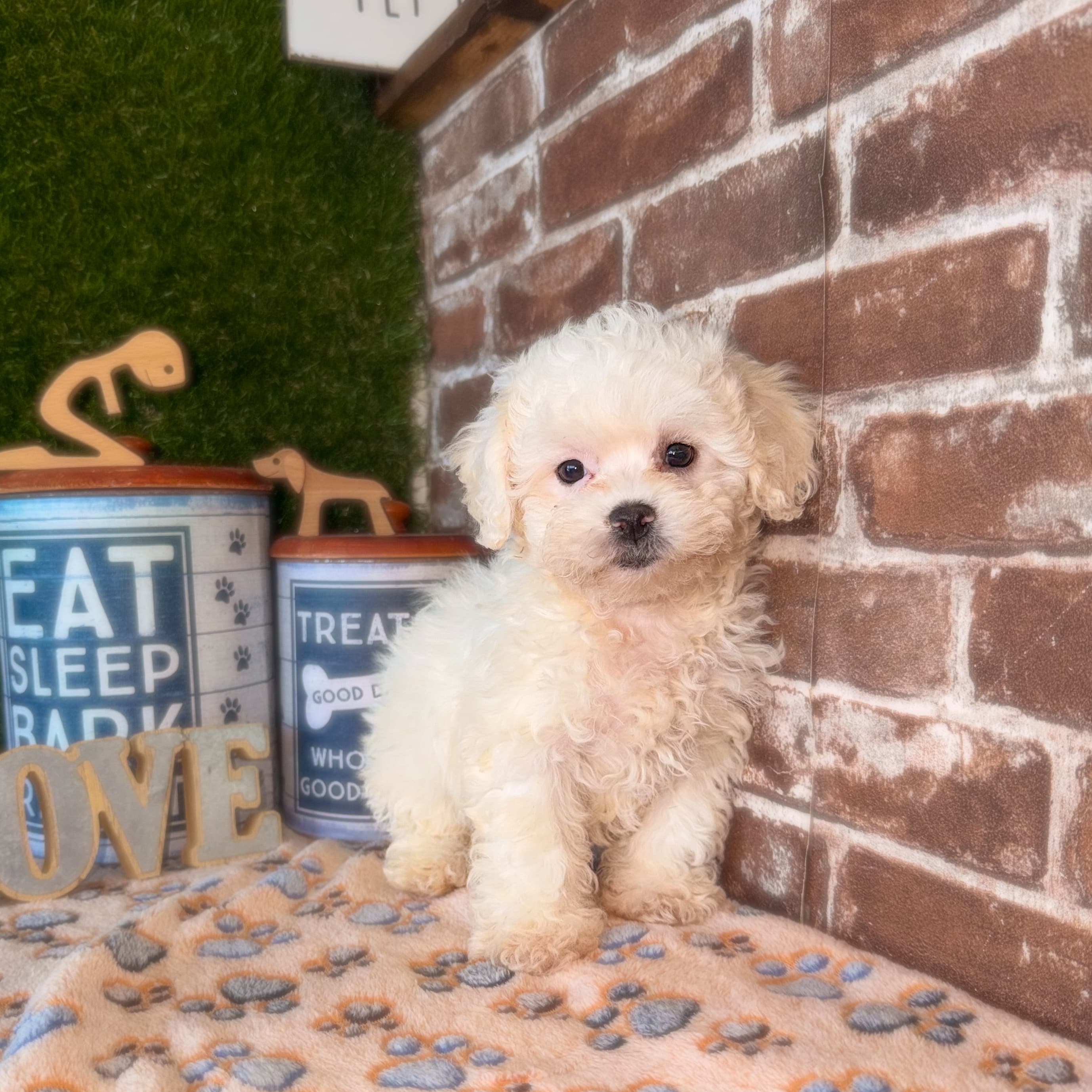 Marshmallow the Teddy Bear