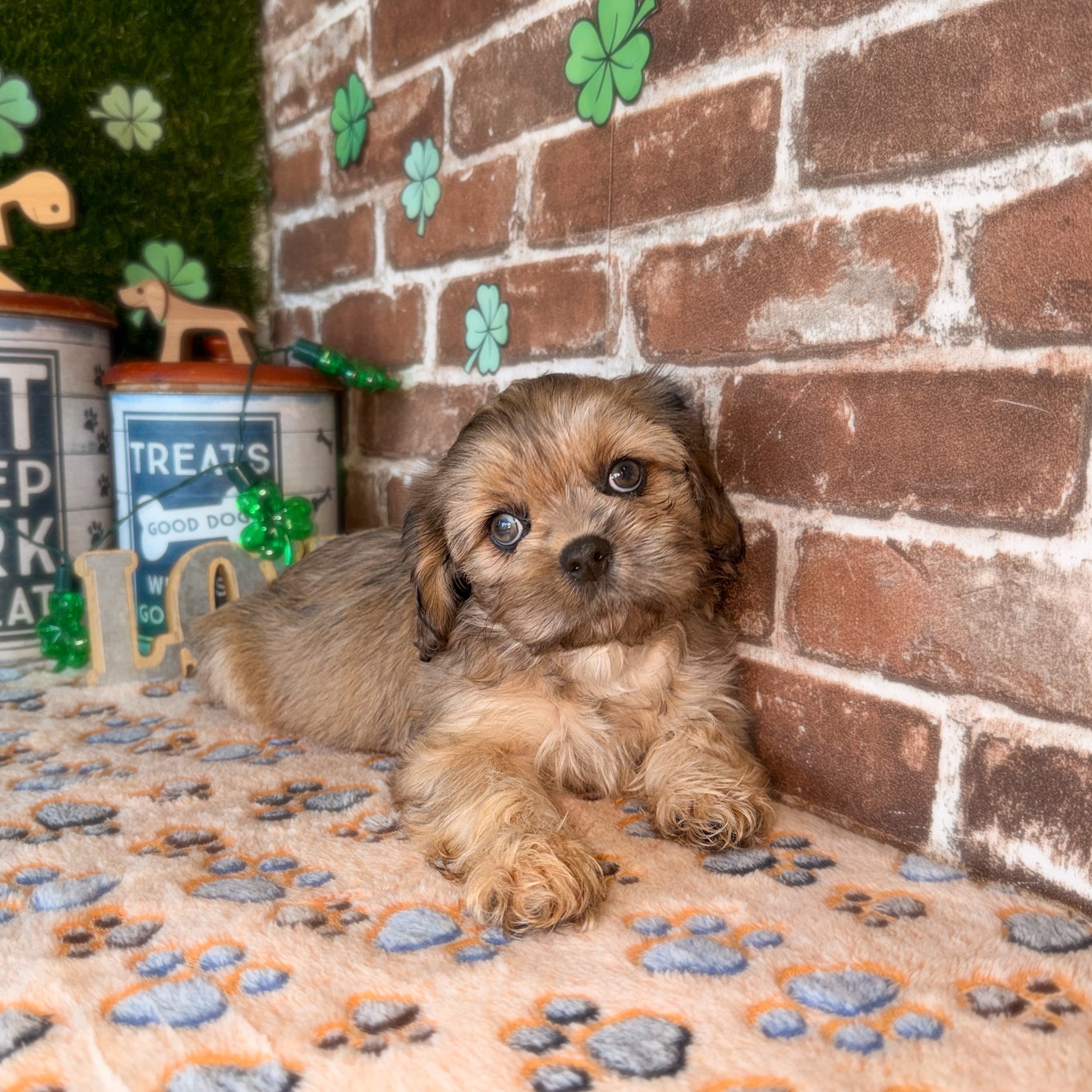 Romeo the Cavatzu