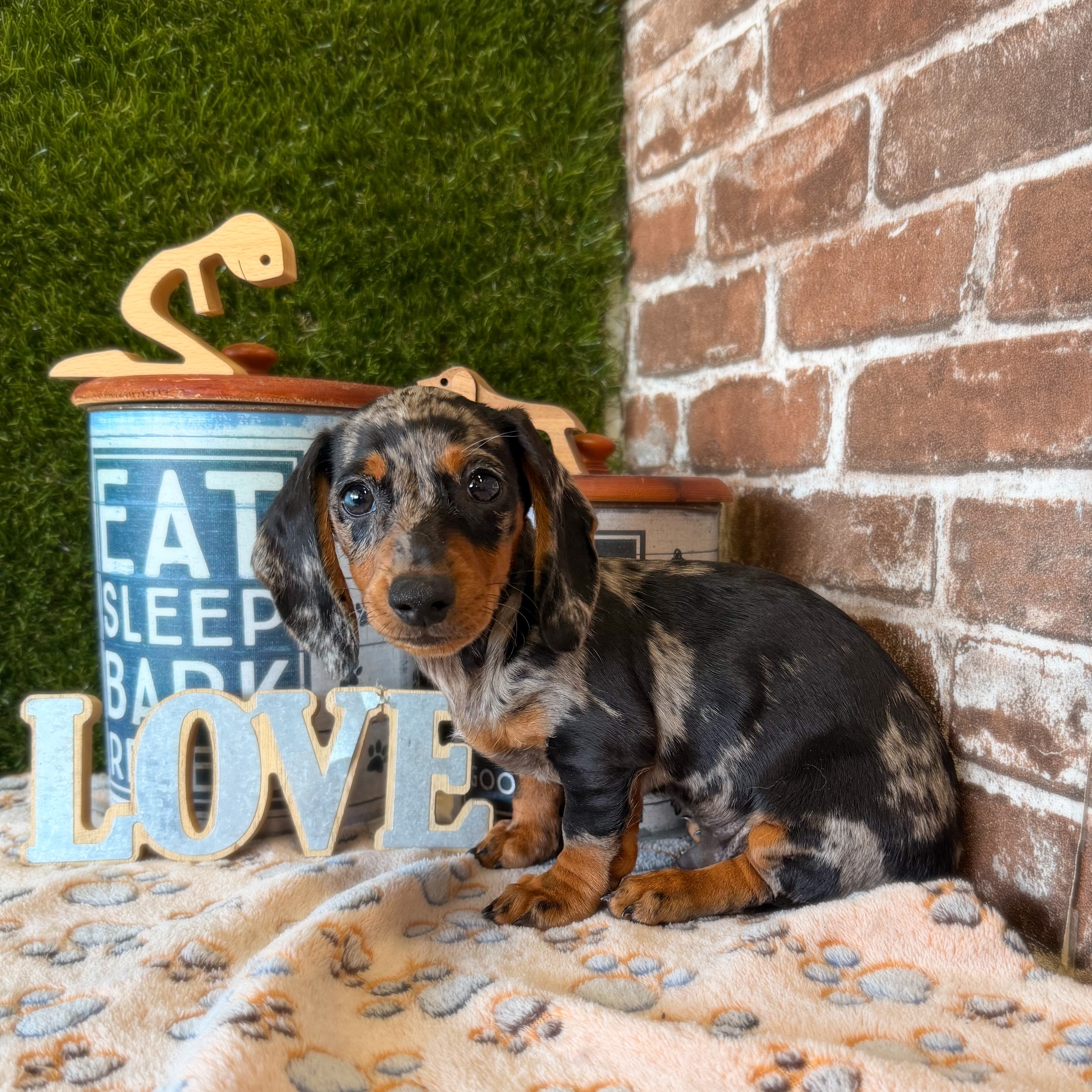 Snickers the Dachshund