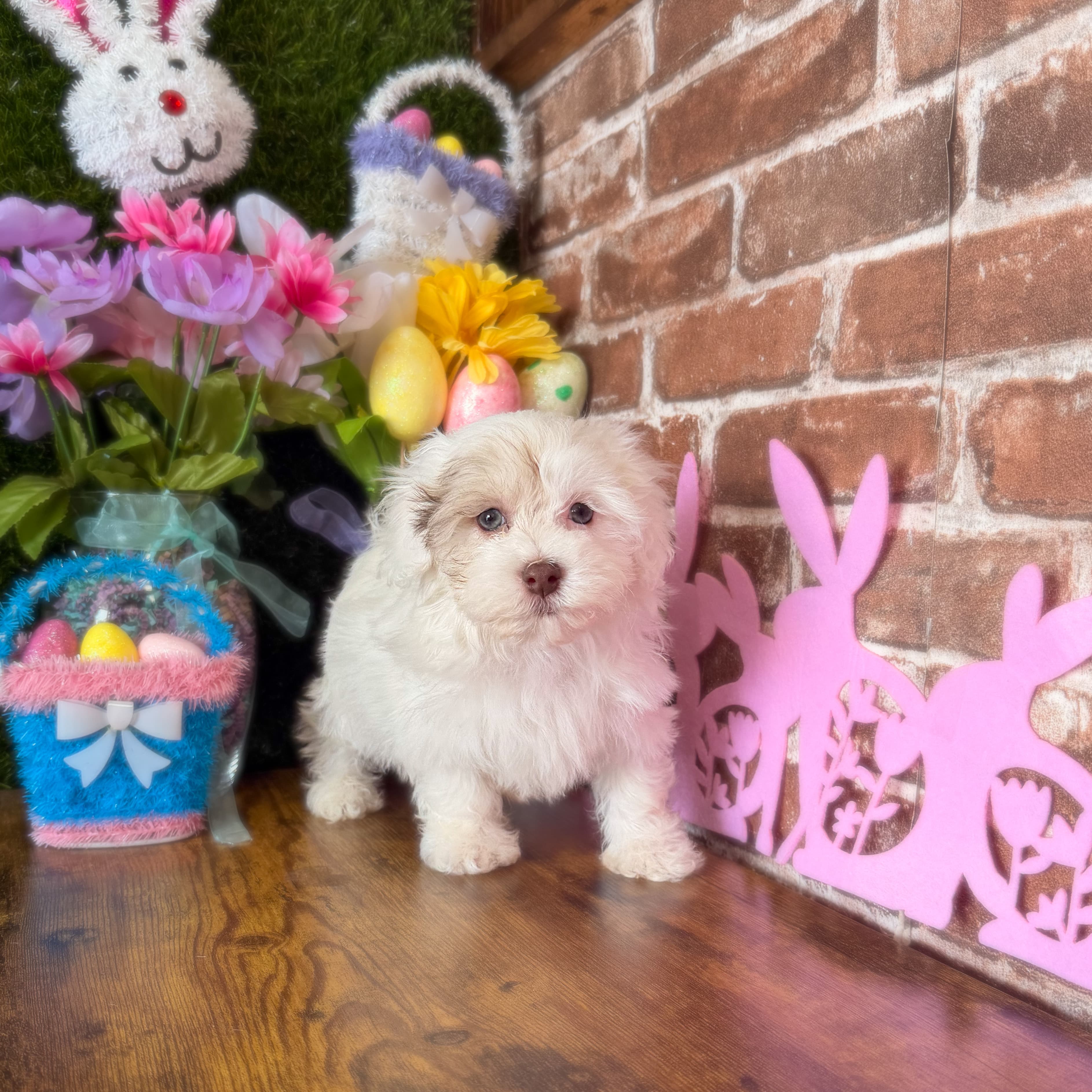 Trix the Havanese